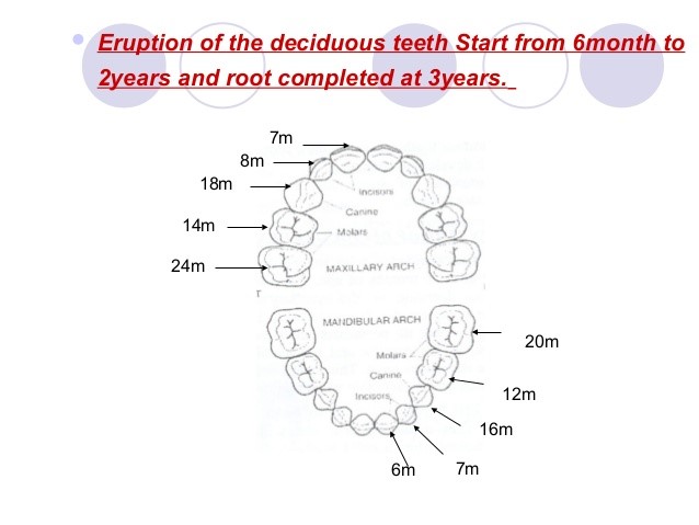 Deciduous Teeth