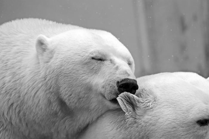Polar bears