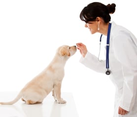 Vet giving a treat to a good dog - isolated over a white background