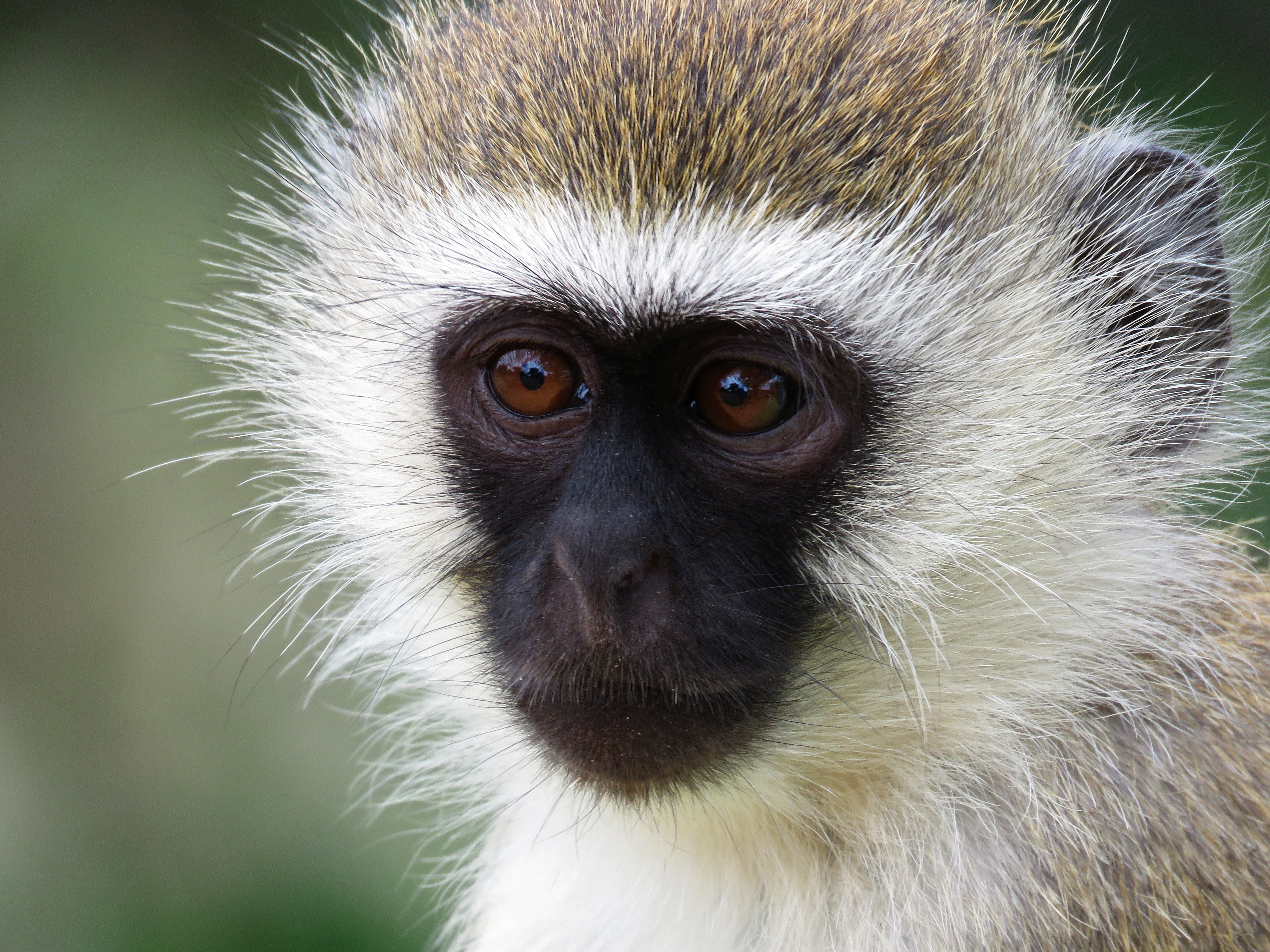 monkey