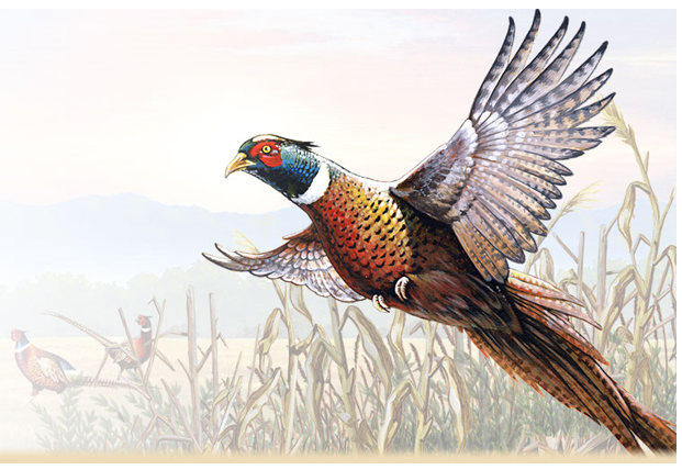 pheasant