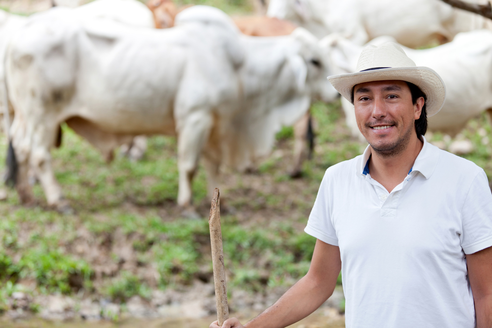 cowboy with herd of cattle