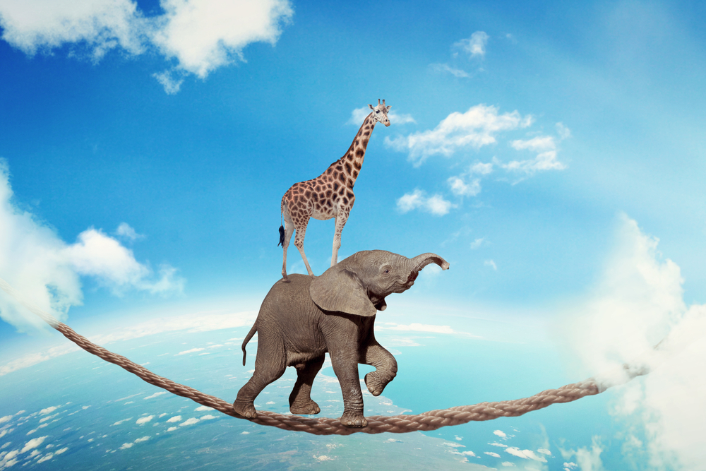 giraffe on elephant's back on tightrope - Stockphoto